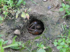 Lacunicambarus thomai