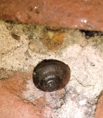 Trochulus striolatus