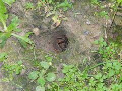 Lacunicambarus thomai