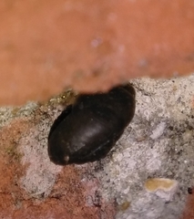 Trochulus striolatus