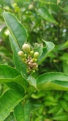 Brunfelsia grandiflora