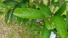 Brunfelsia grandiflora