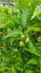 Brunfelsia grandiflora