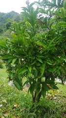 Brunfelsia grandiflora
