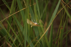 Polygrammodes flavidalis