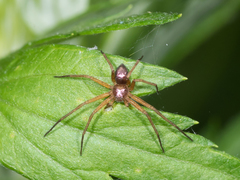 Philodromus marxi