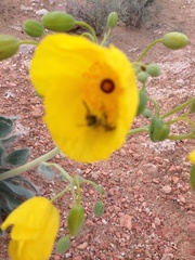 Arctomecon californica