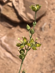Frasera paniculata