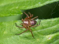 Philodromus marxi