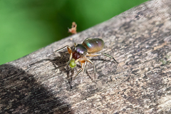 Tutelina similis