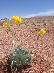 Arctomecon californica