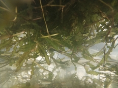 Potamogeton crispus
