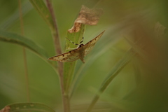 Polygrammodes flavidalis