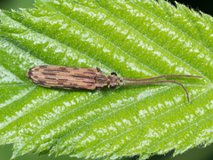 Tenomerga cinerea