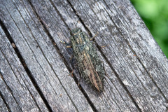 Texania campestris