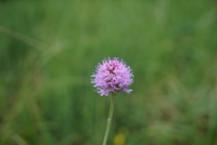 Traunsteinera globosa