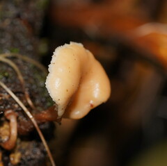 Lentinellus pulvinulus