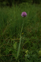 Traunsteinera globosa