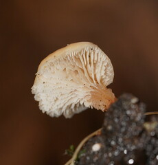 Lentinellus pulvinulus