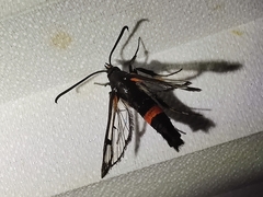 Synanthedon culiciformis