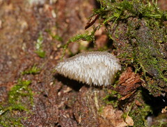 Pseudohydnum tasmanicum
