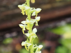 Platanthera stricta