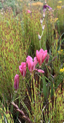 Tritonia squalida