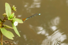 Pseudagrion punctum