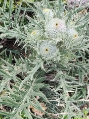 Cirsium odontolepis