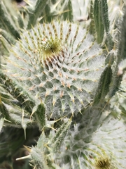Cirsium odontolepis