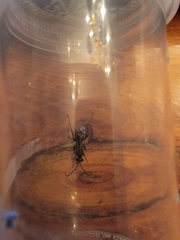 Auplopus mellipes variitarsus