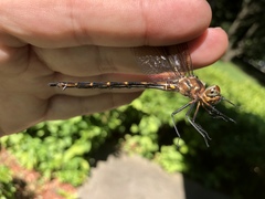 Somatochlora linearis