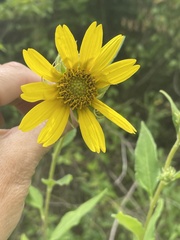 Helianthus resinosus