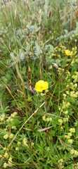 Ranunculus sulphureus