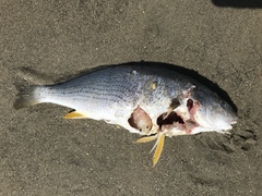 Umbrina roncador