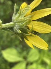Helianthus resinosus