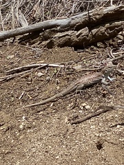 Aspidoscelis exsanguis