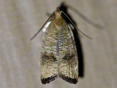 Psilocorsis cryptolechiella