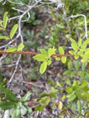 Chapmannia floridana