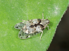 Melanoliarus placitus