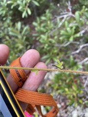 Chapmannia floridana