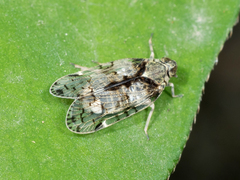 Melanoliarus placitus