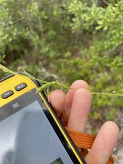 Chapmannia floridana