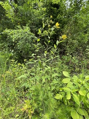 Helianthus resinosus