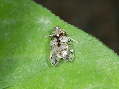 Melanoliarus placitus