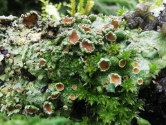 Lobariella