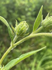 Helianthus resinosus