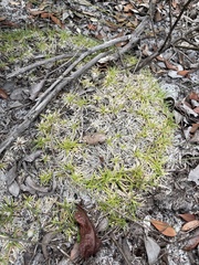 Lachnocaulon