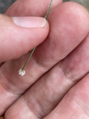 Lachnocaulon