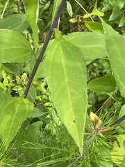 Helianthus resinosus